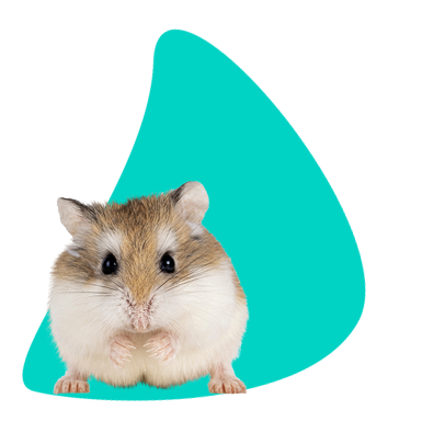 chomik-roborowskiego-czym-go-ywi-i-jak-oswaja-wszystkie